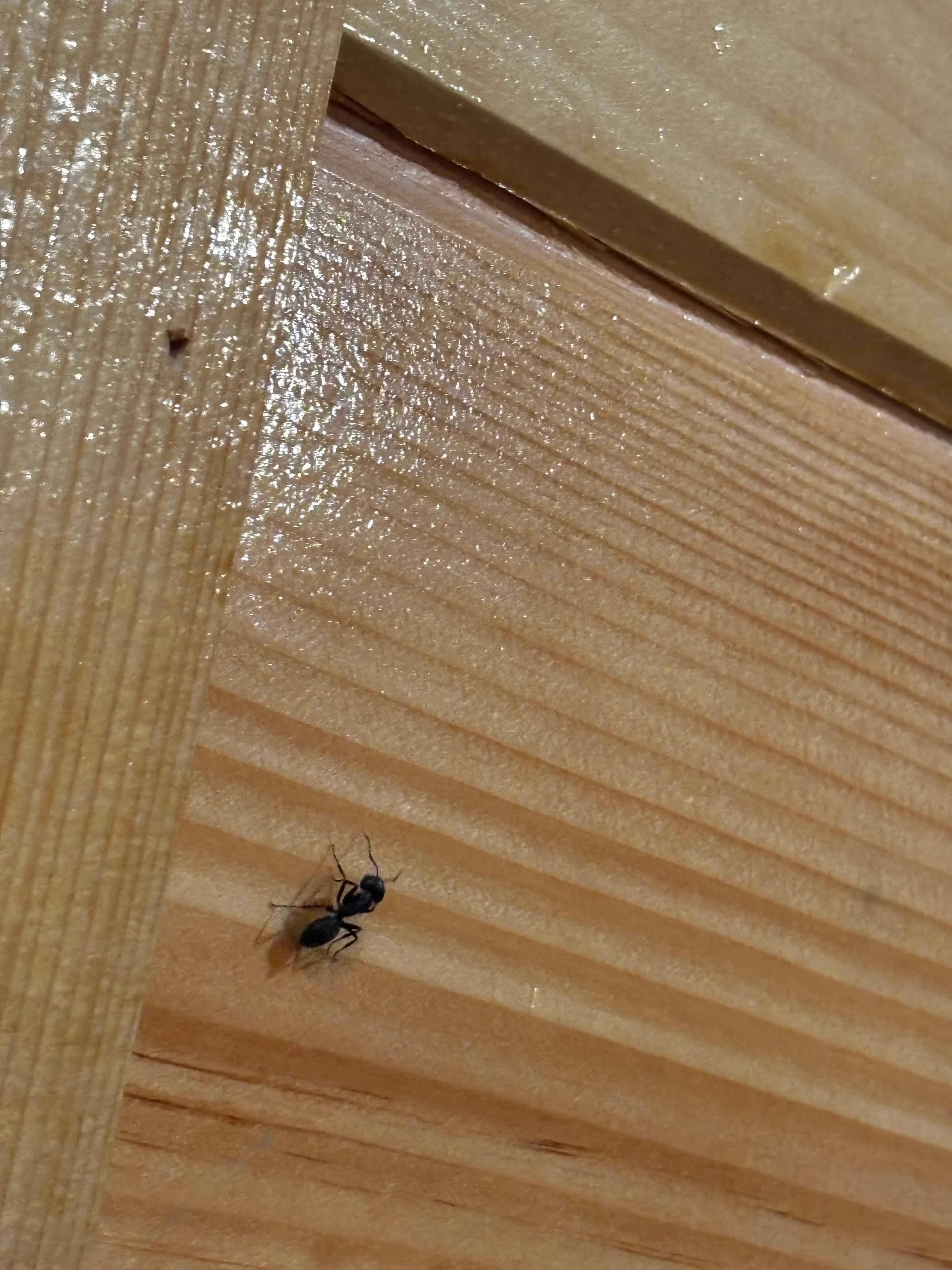 Ants crawling on the walls 