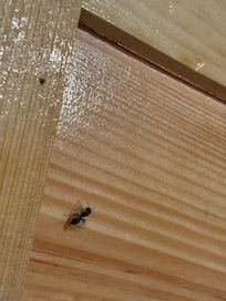 Ants crawling on the walls