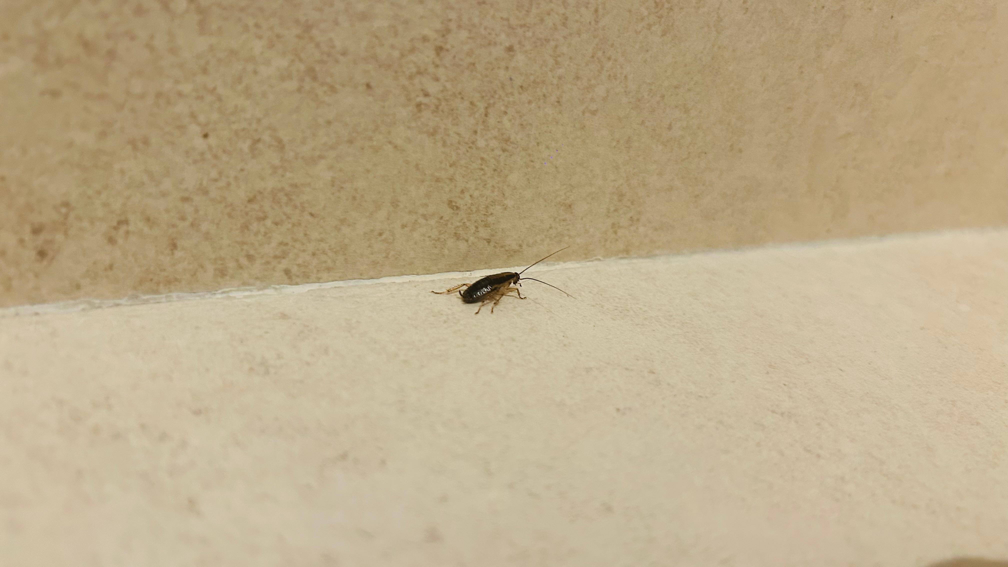 The roaches were in the bathroom, bedroom and even running on the minibar. 