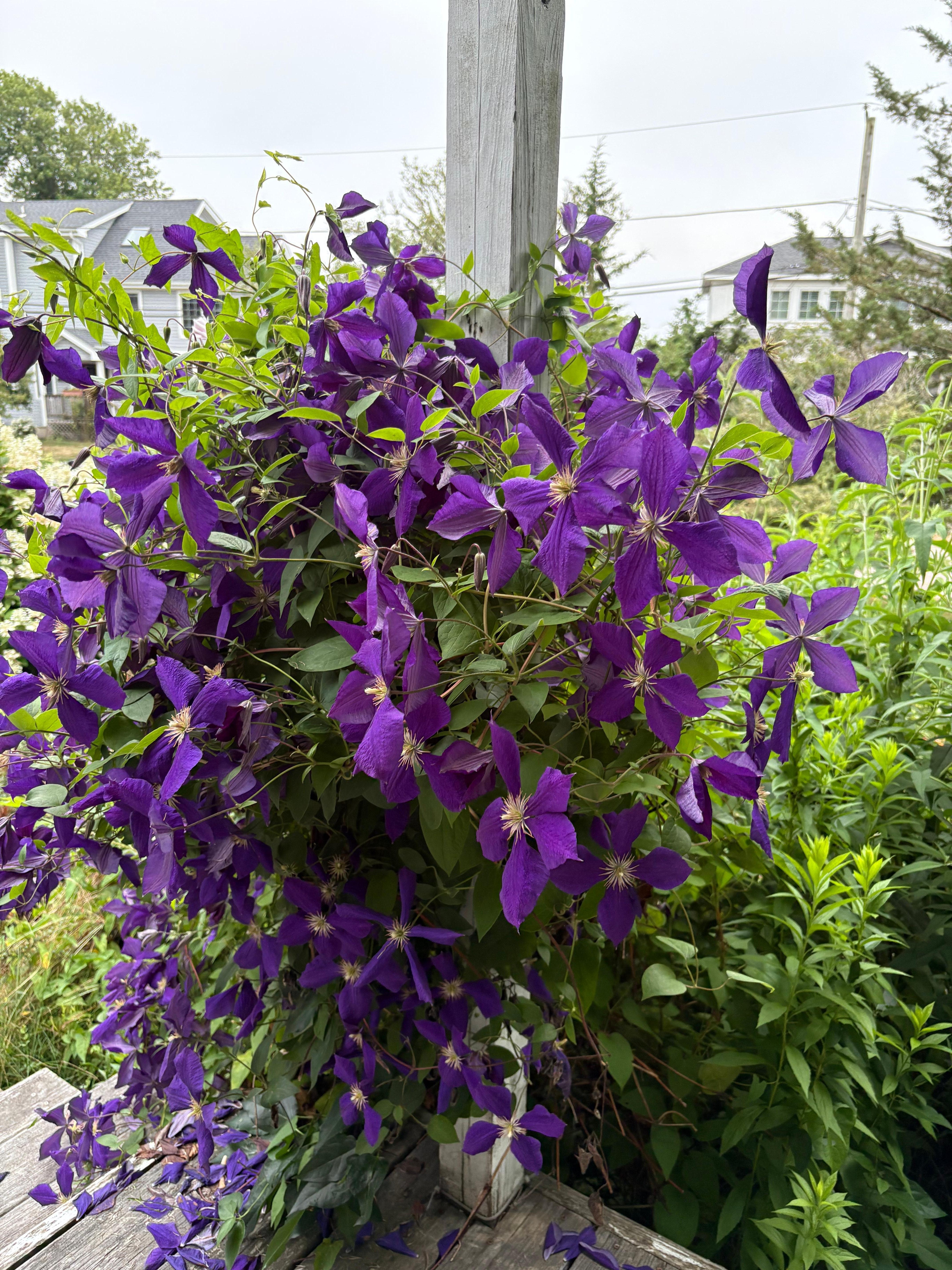 Clematis 