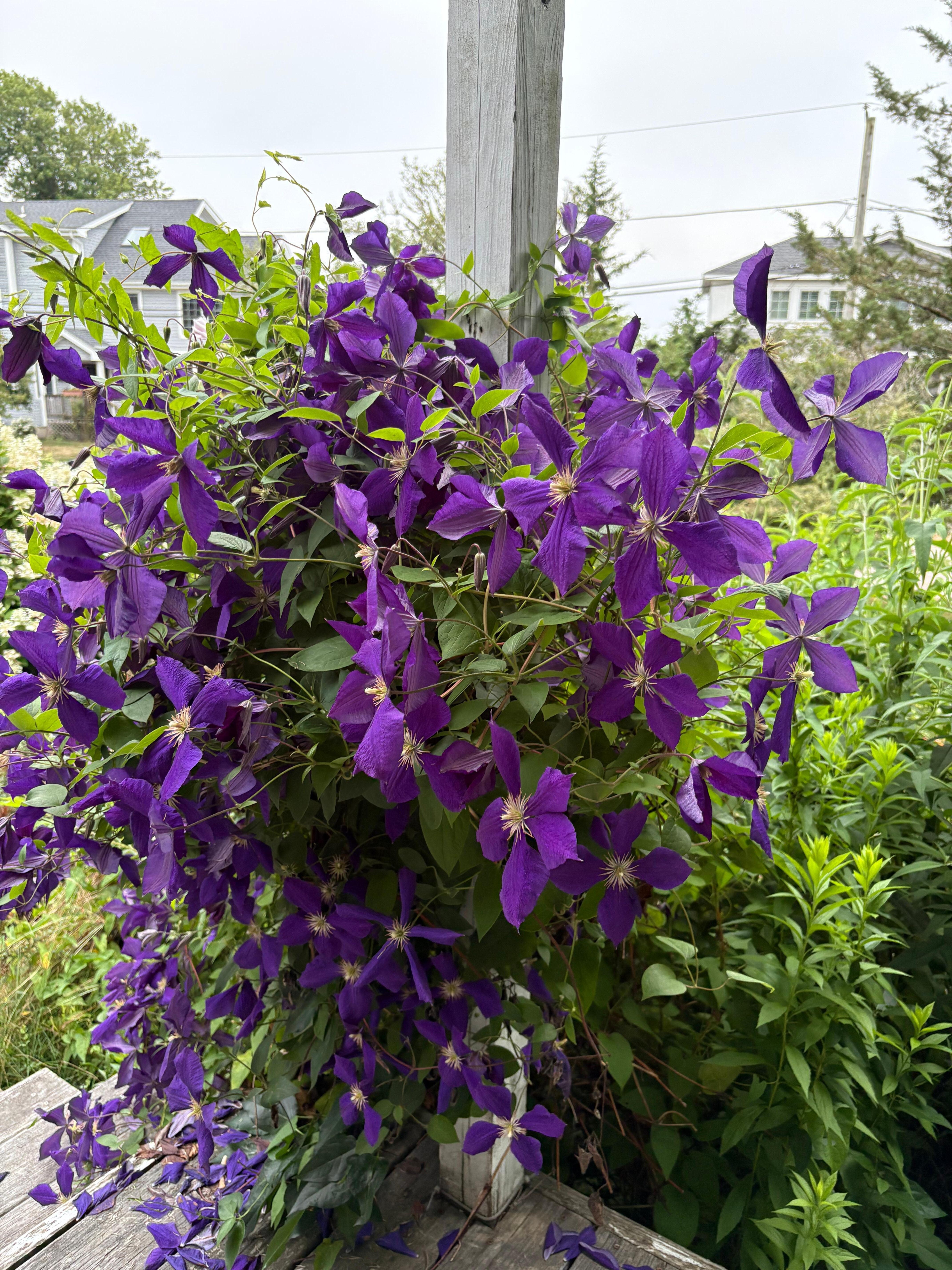 Clematis 