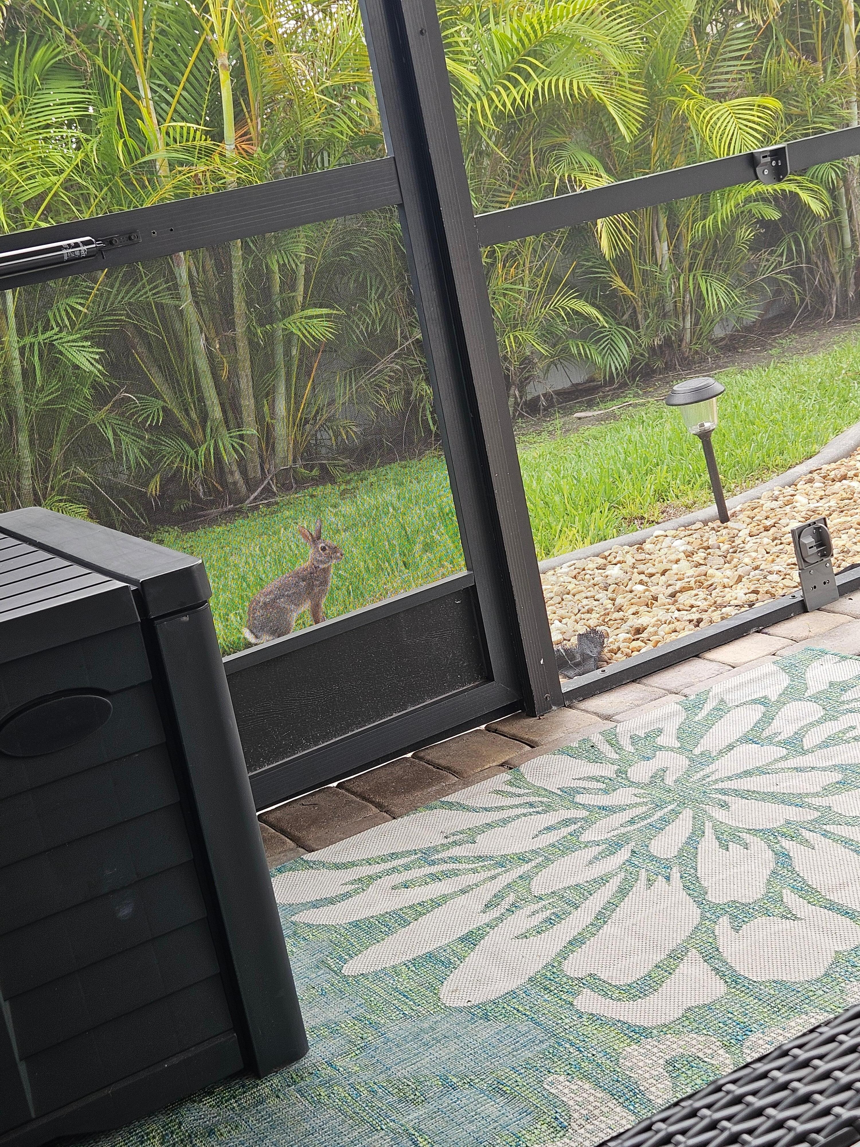 We saw a bunny on one of the mornings 