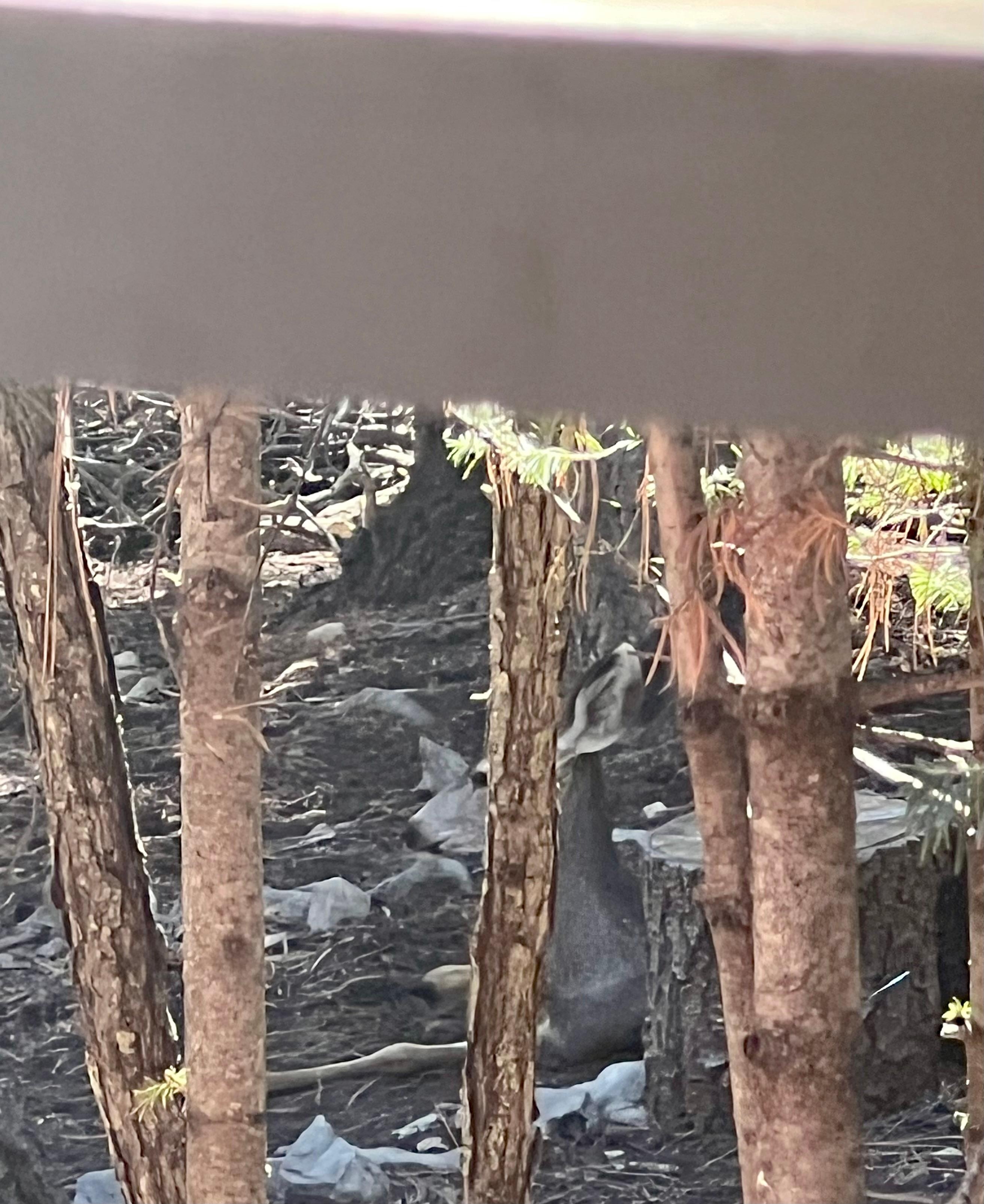 Deer friends hanging out by the porch.