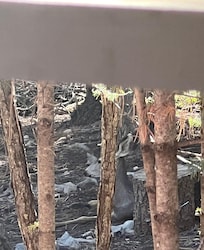 Deer friends hanging out by the porch.