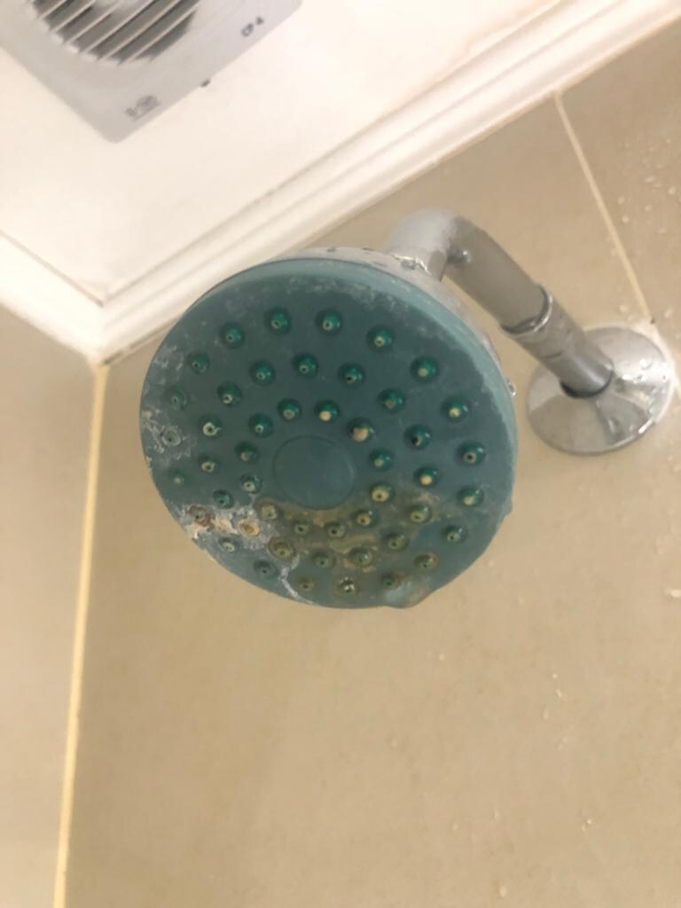 Moldy showerhead... 