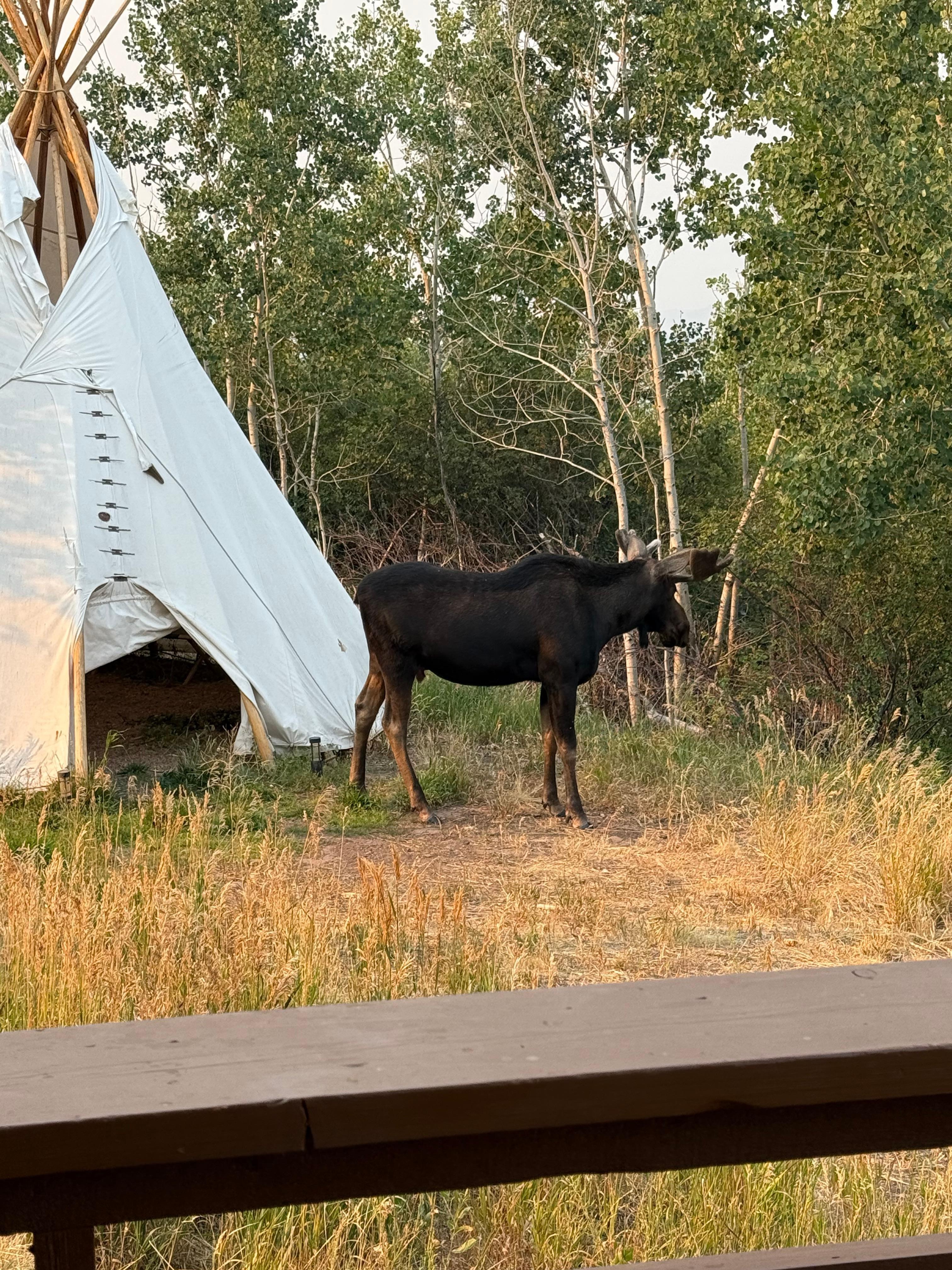 A moose visited us several times.
