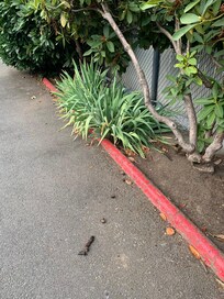 Dog poop heading into pool area