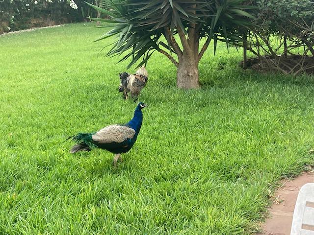 1 of 6 peacocks on the property and chicken nearby.