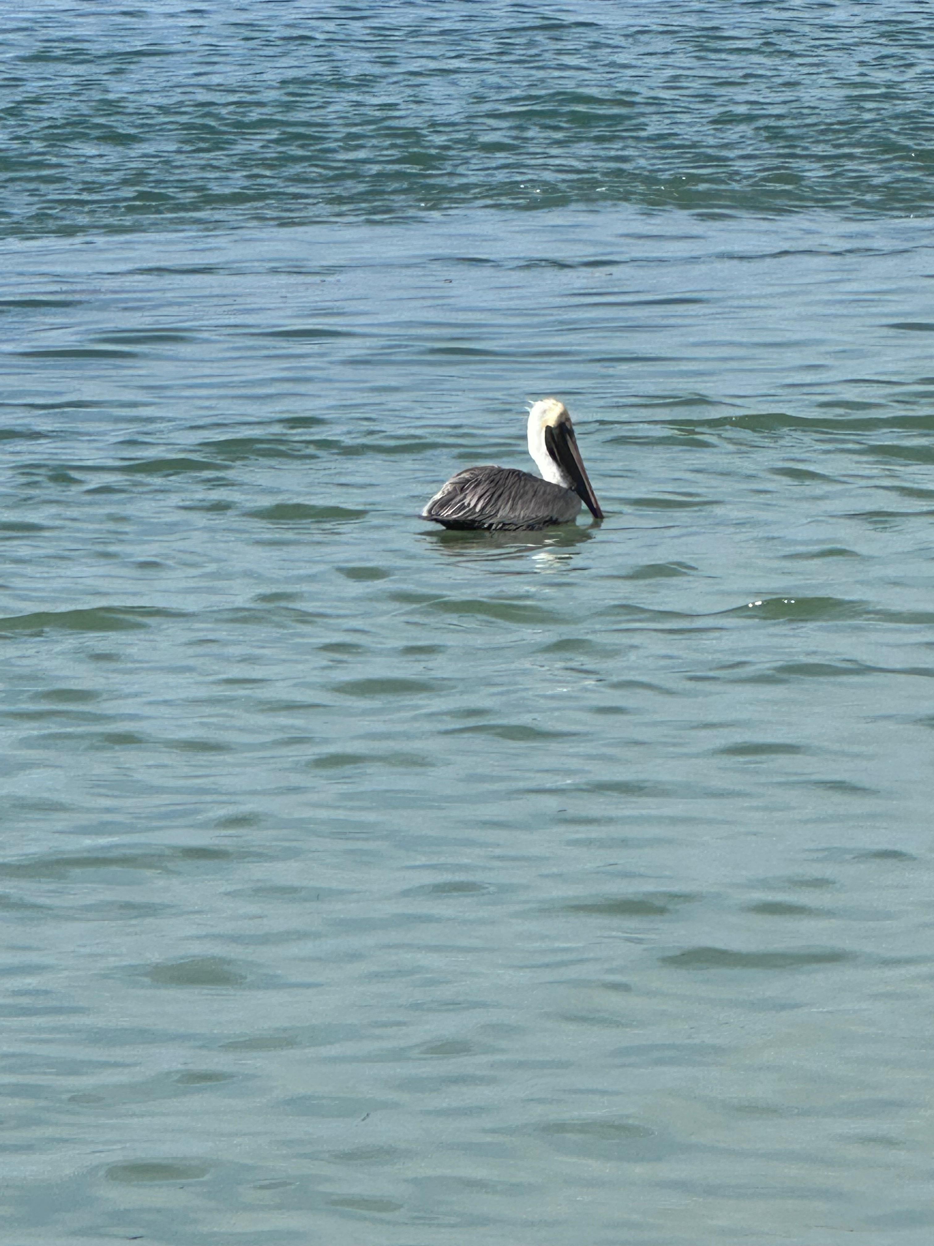 Cute pelicans 