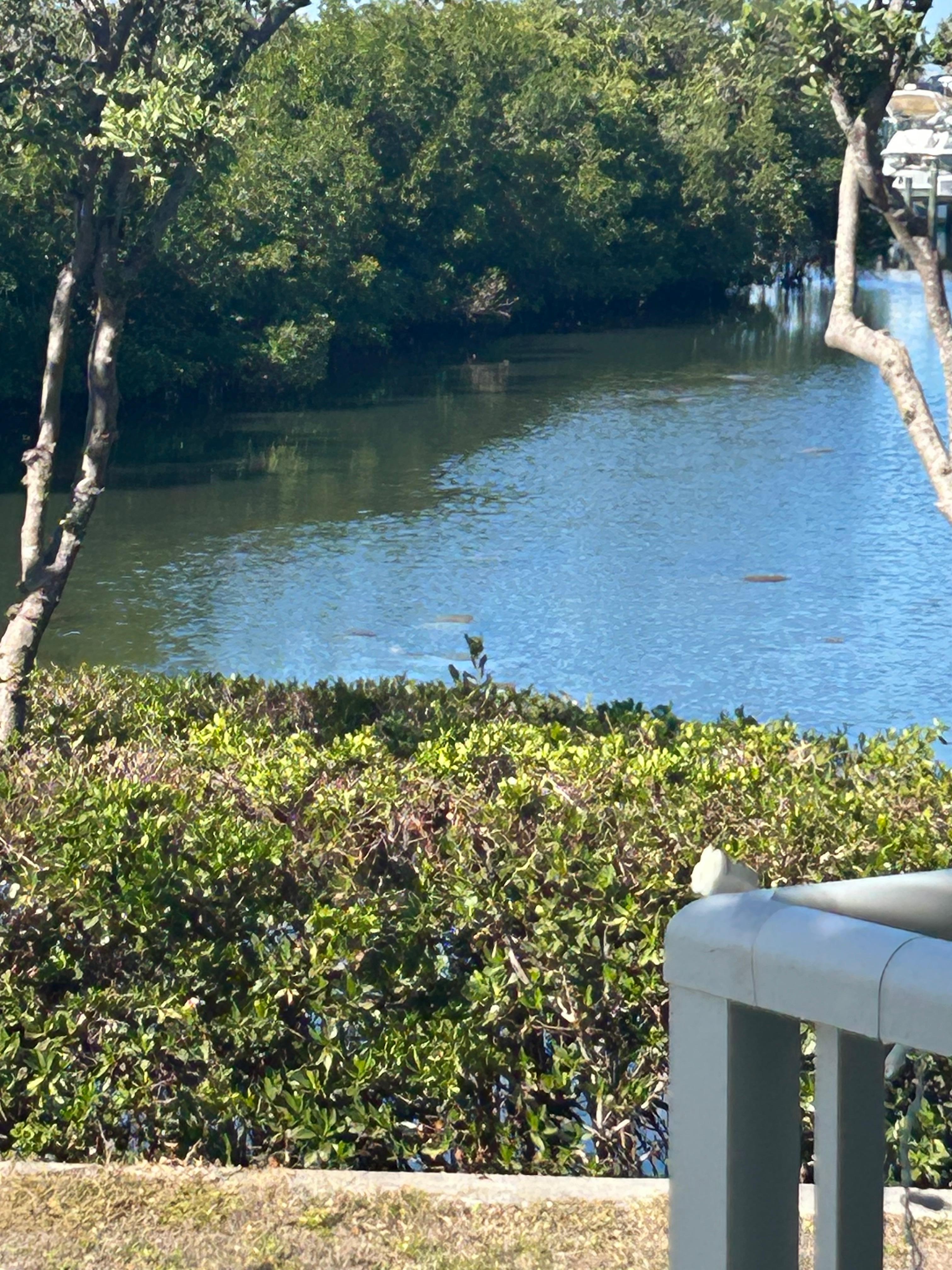 Could see manatee from the balcony 