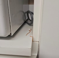 No clue if that's a parasite or old food by the microwave