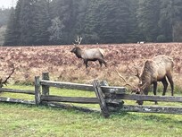 Elk at Prairie creek a short drive away.