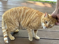 Obi the Mayor of the neighborhood came by for head scratches