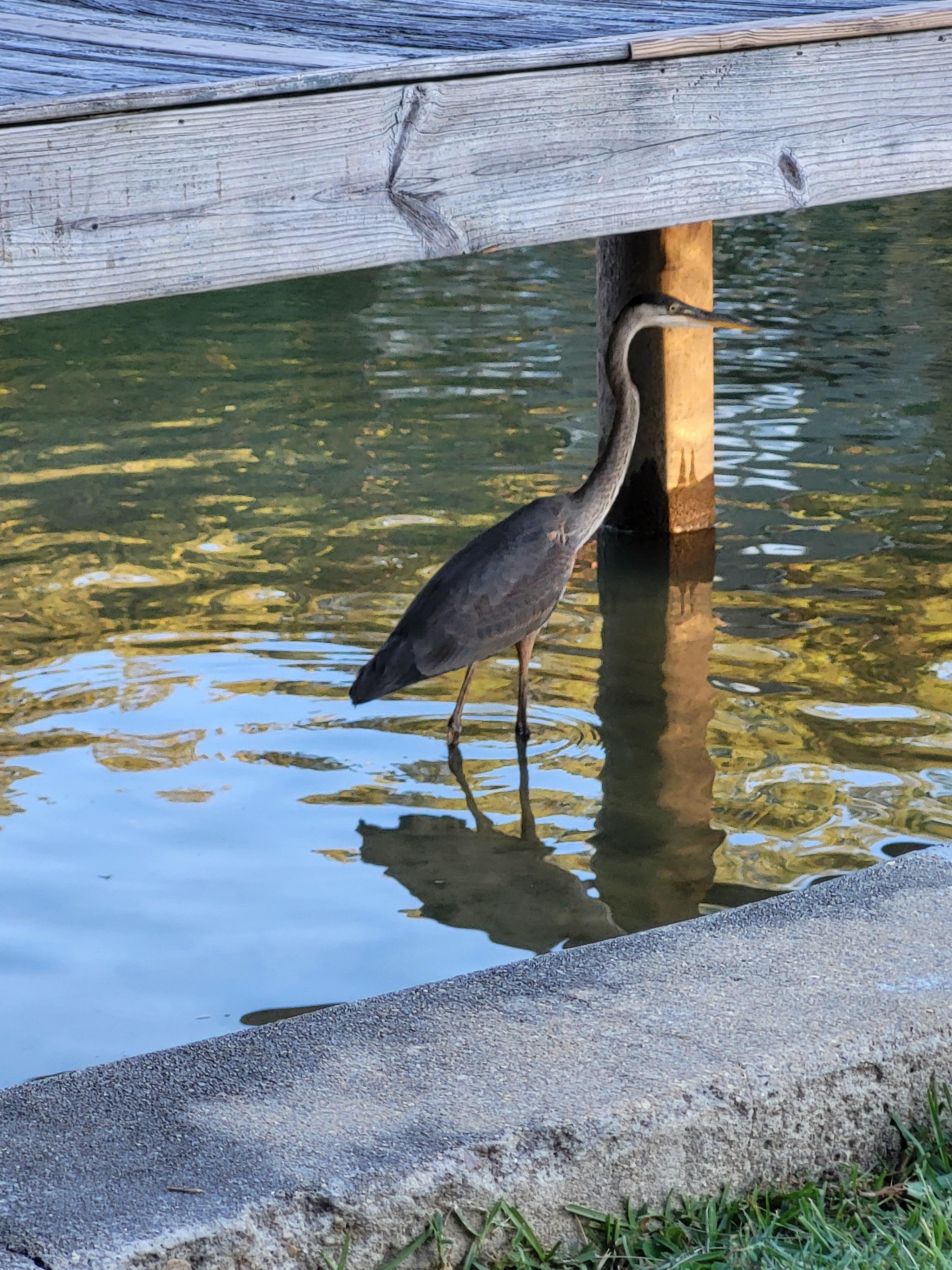 we seemed to have an extra guest, he liked to hang out and watch the grandbabies play in the water