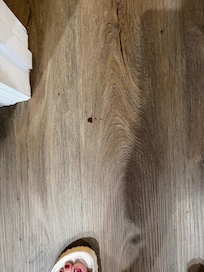 Bugs stuck inside the artwork