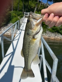 My son really enjoyed the fishing!