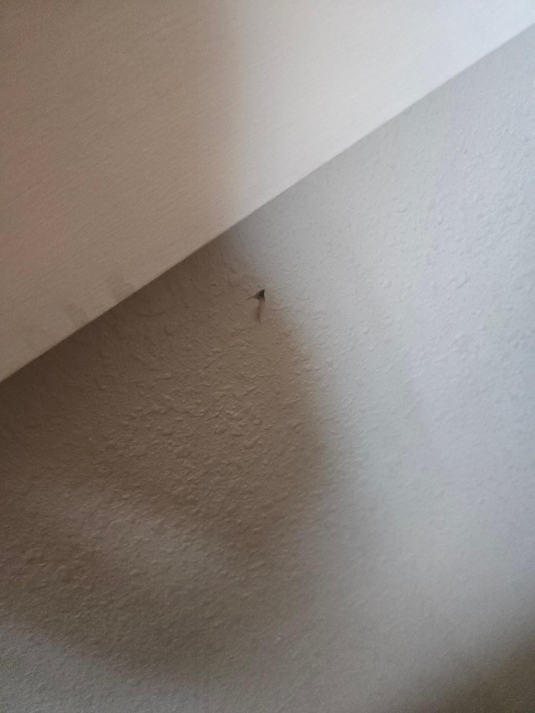 Wall boogers