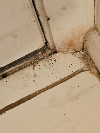 Front door dirt and bug remains