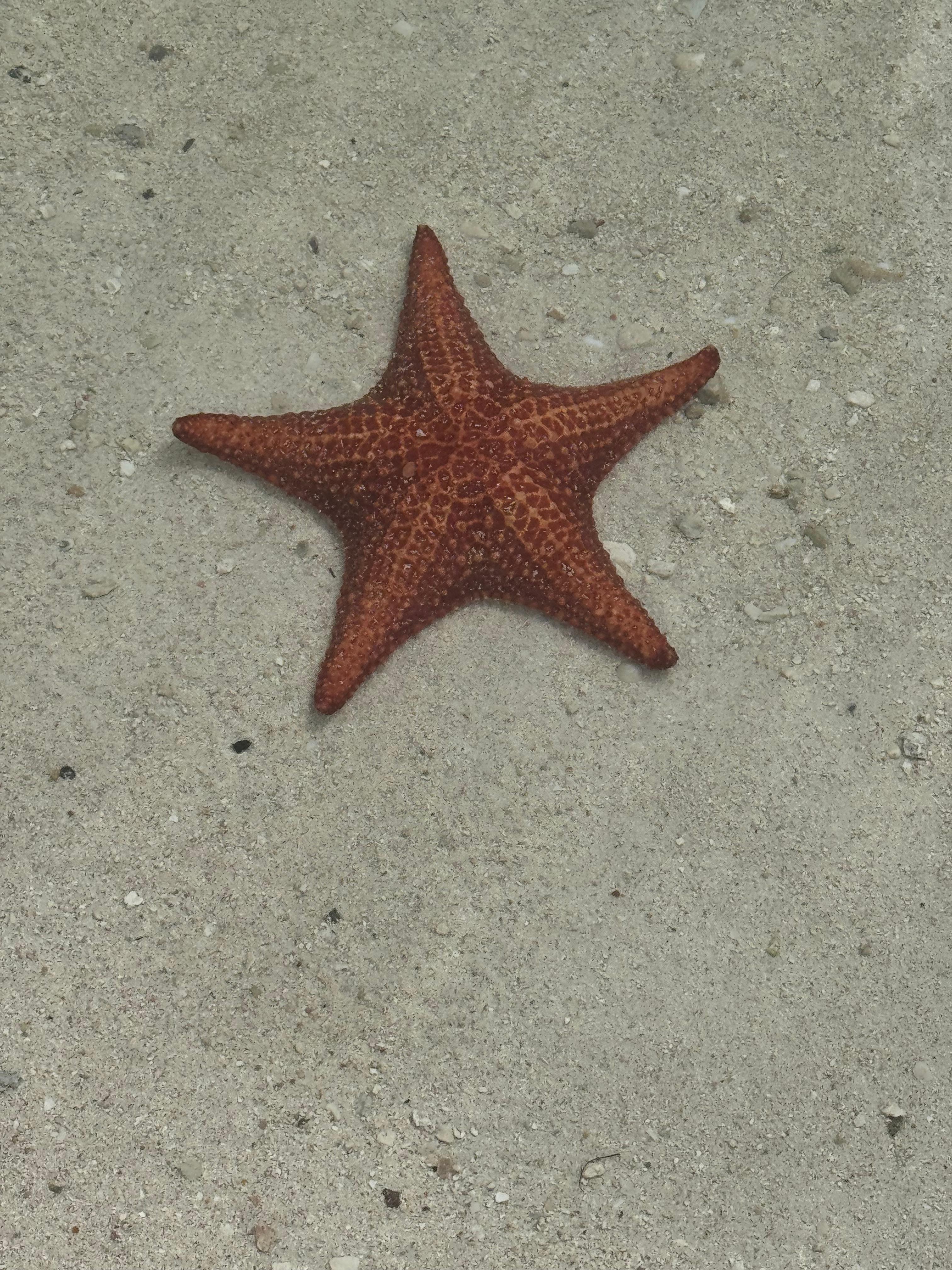 Starfish in front of the condo