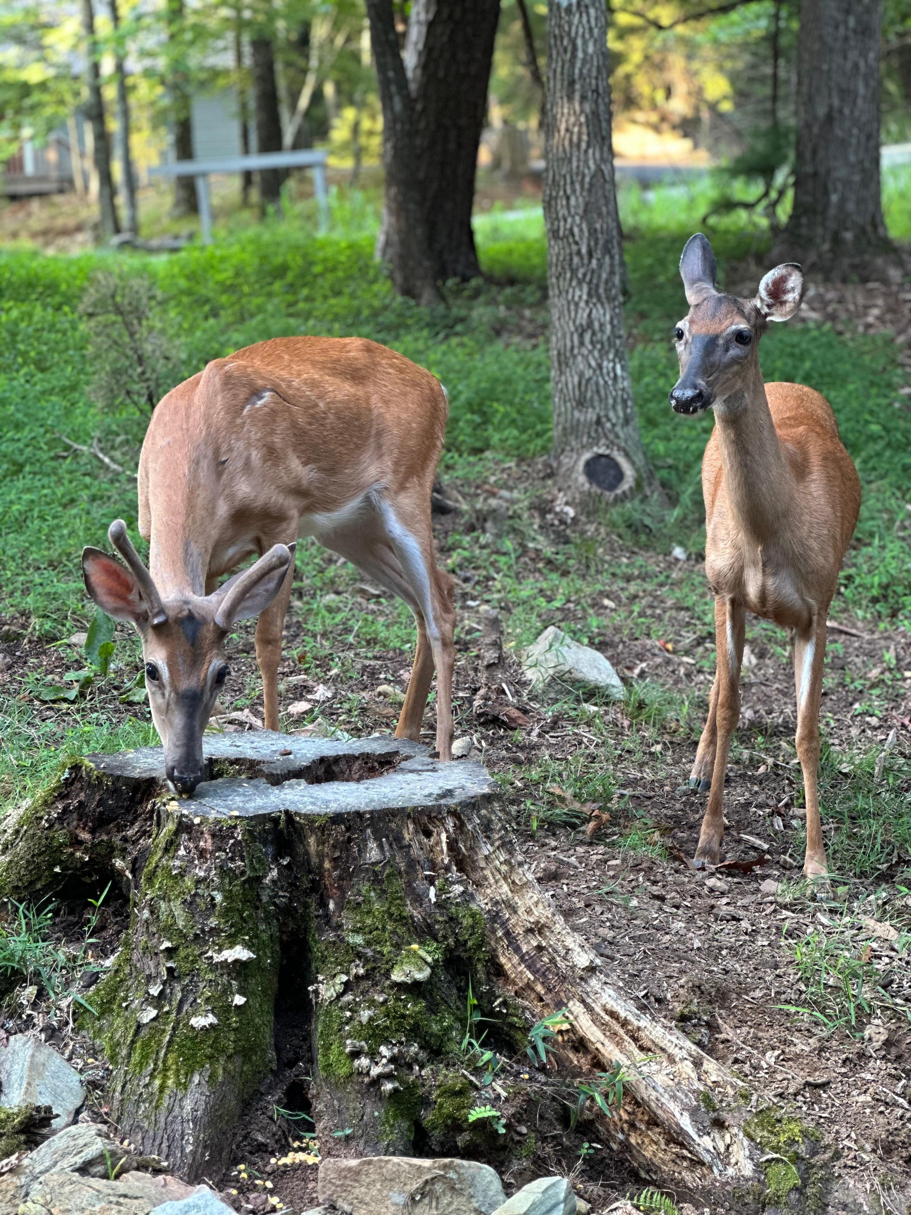 Feeding the deer (taken from the front porch)