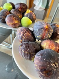 Feigen direkt im Garten