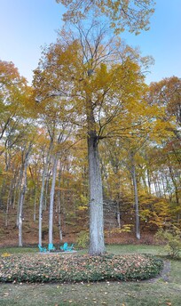 The trees and fire pit in the backyard