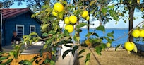 Tart Sept apples!