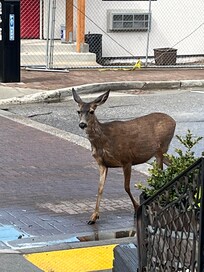 Walking down the street just in front of Cedar this morning