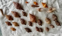 Shells