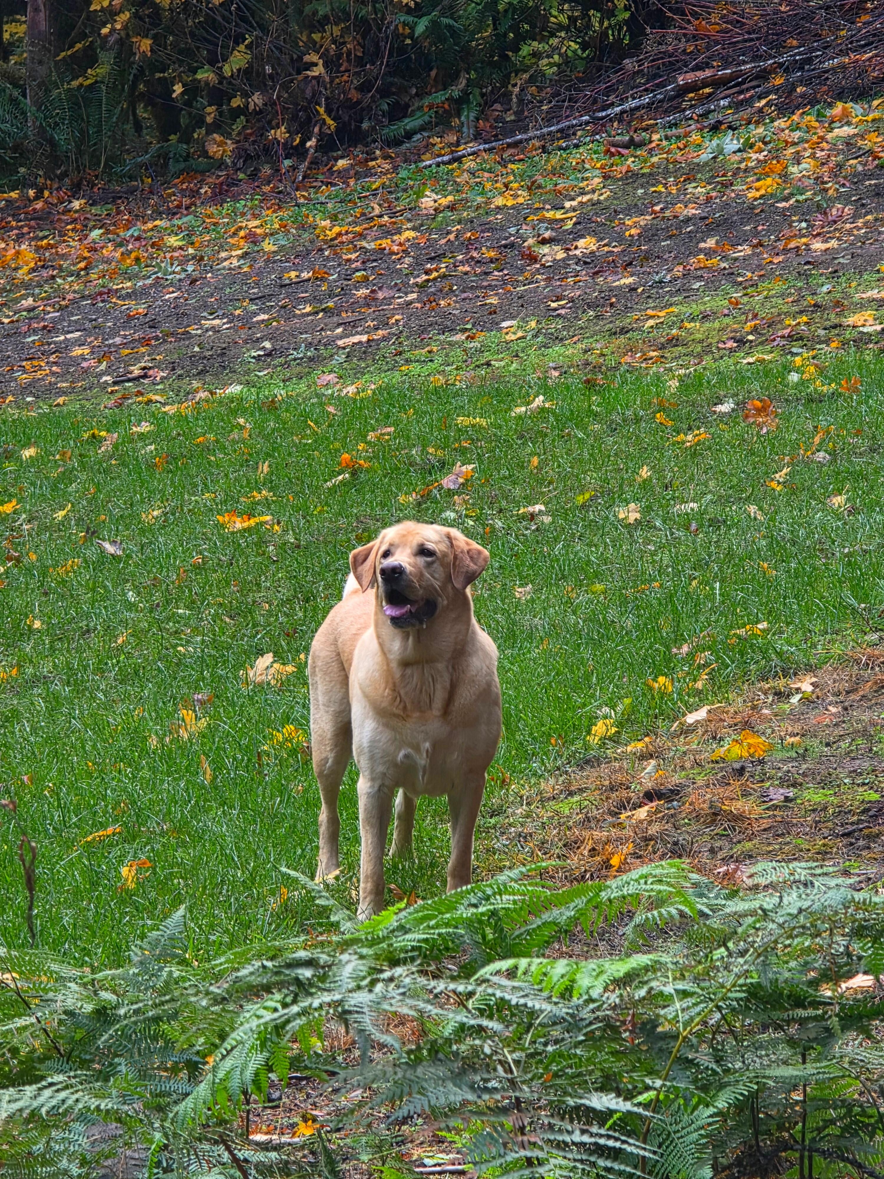 Cowboy Blue of the Sierra.🩵