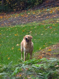 Cowboy Blue of the Sierra.🩵