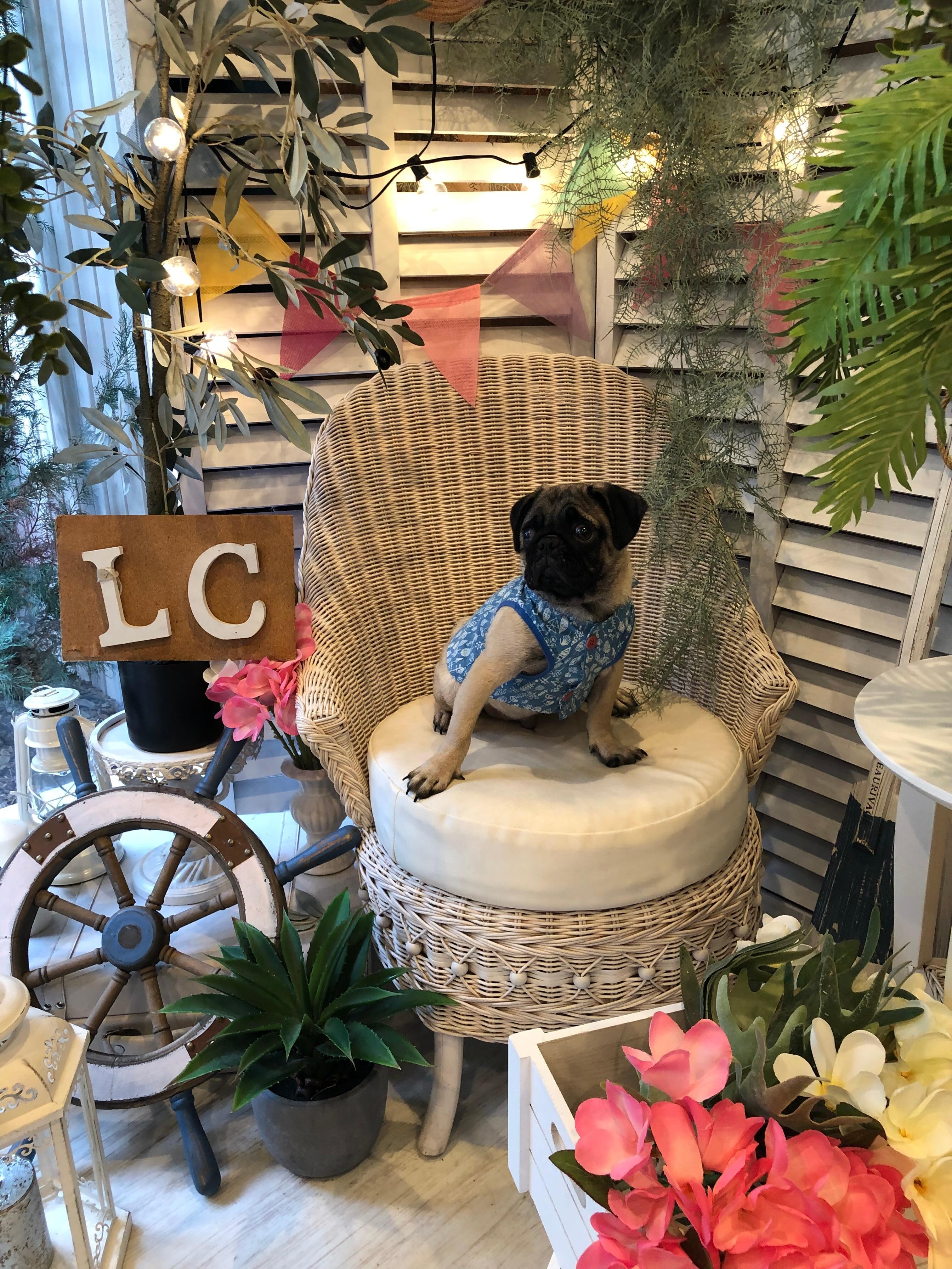 施設内にある室内ドッグラン