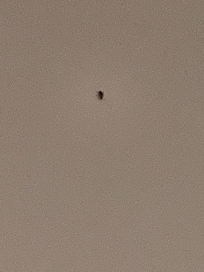Roach