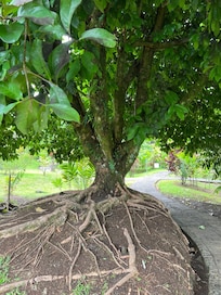 Property is beautiful