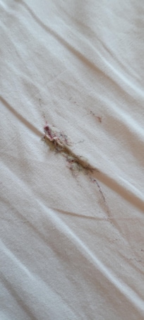 Chewed up gum that had been there for awhile in the sheets.