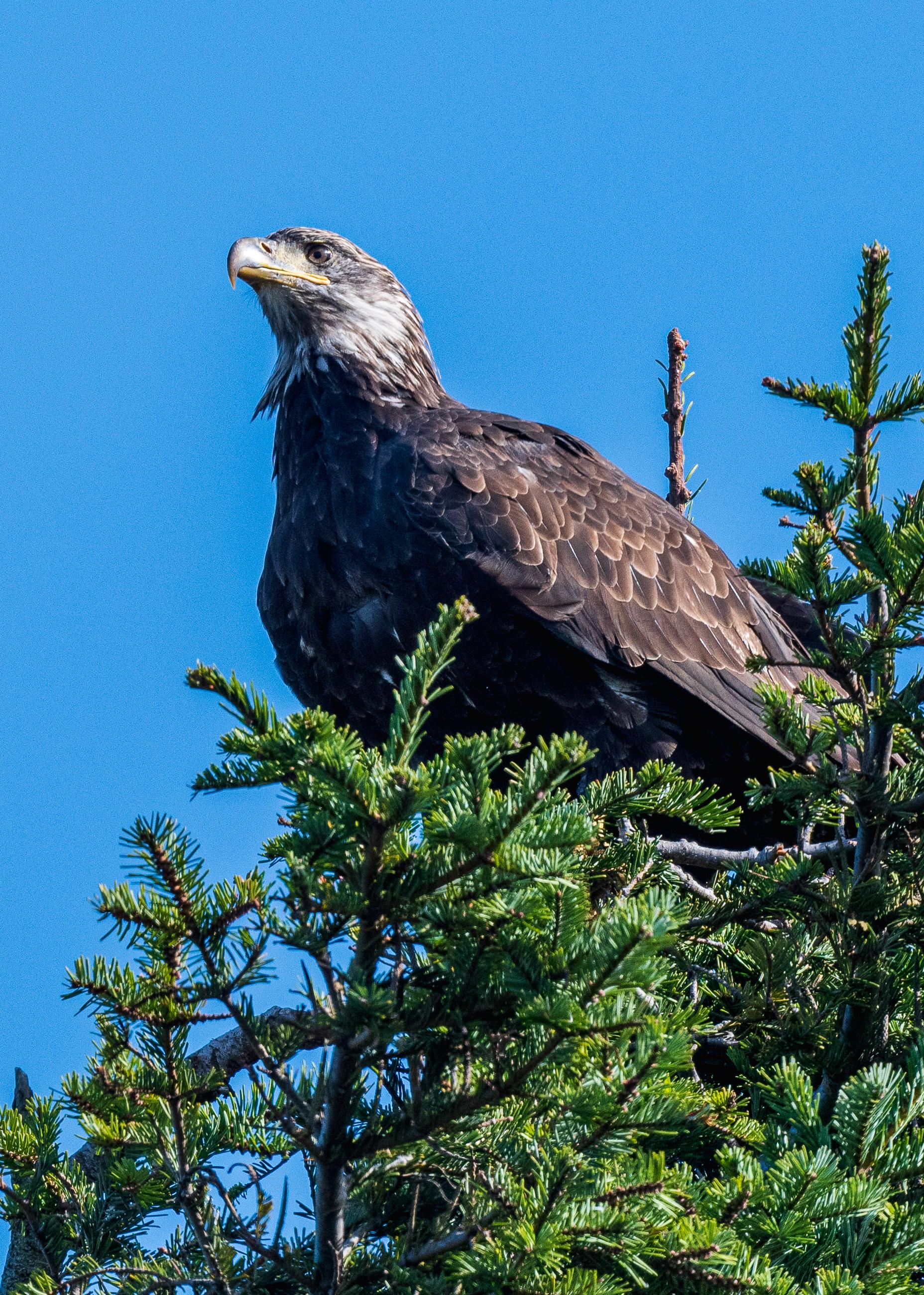 A young Bald Eagle perched nearby