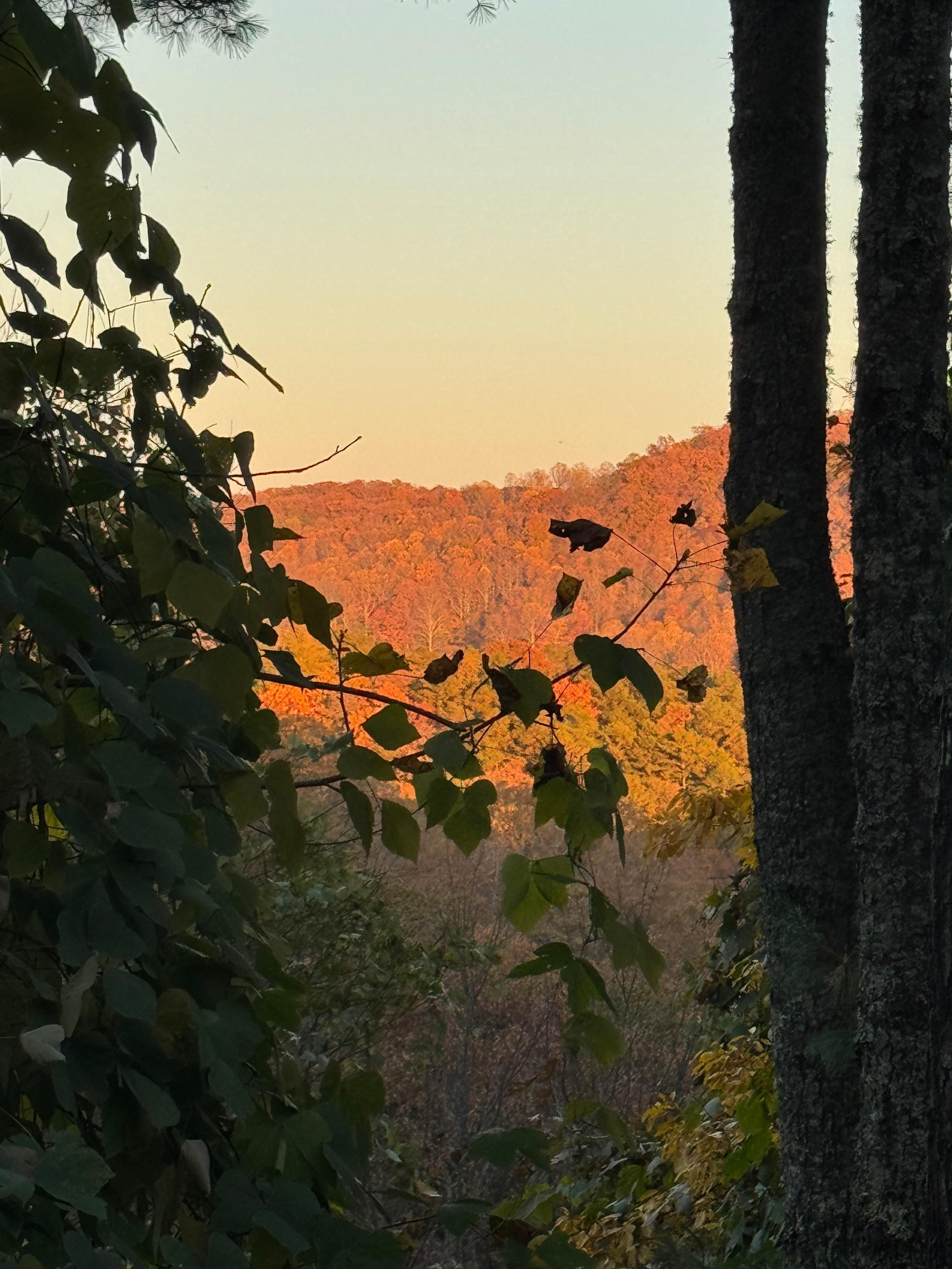 Zoomed in view. Can barely see mountains for overgrowth