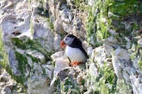 For many this is the main attraction