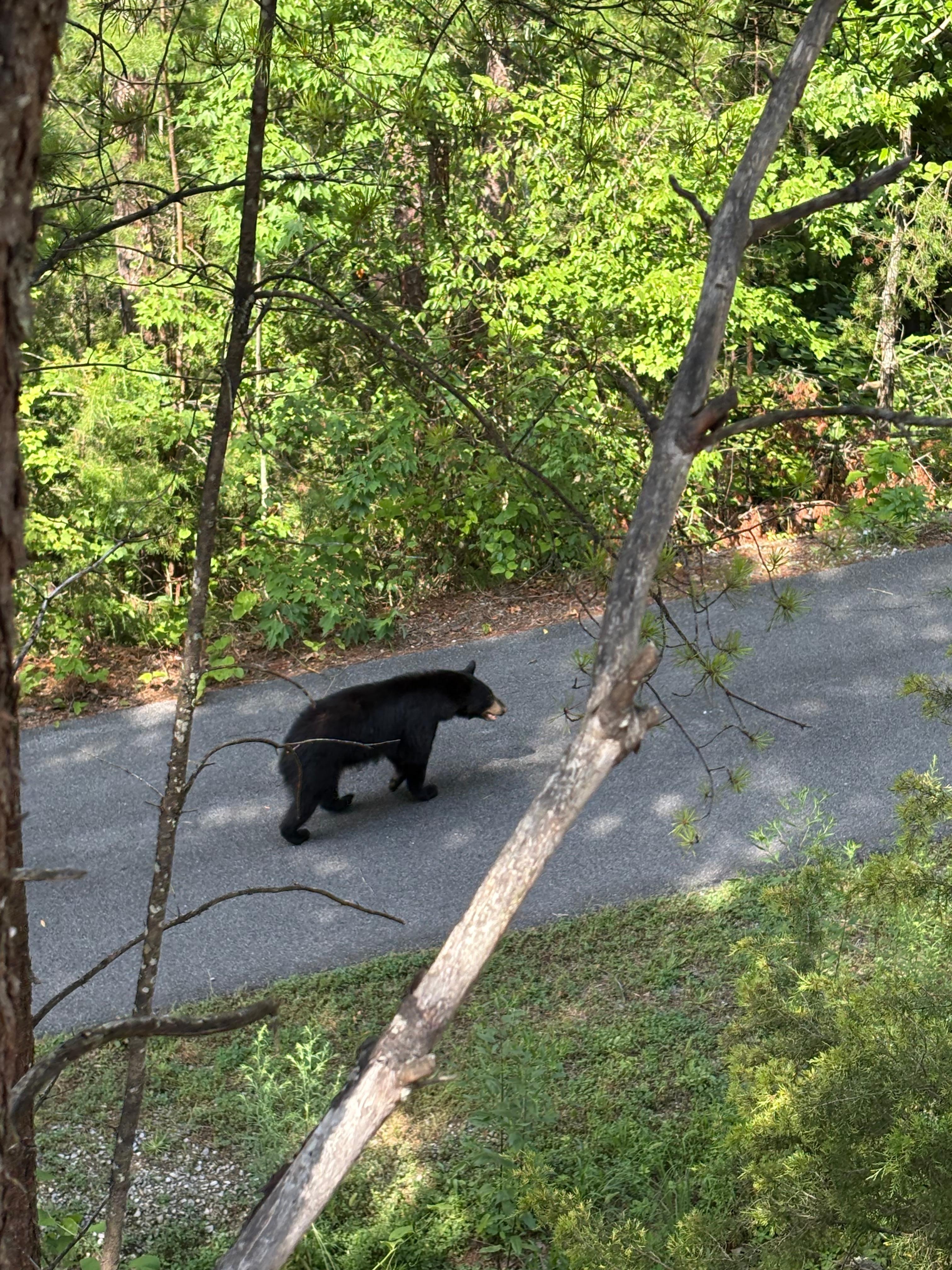 Bear siting from Bear Haven