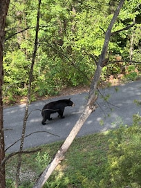 Bear siting from Bear Haven