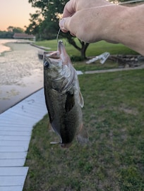 Another bass