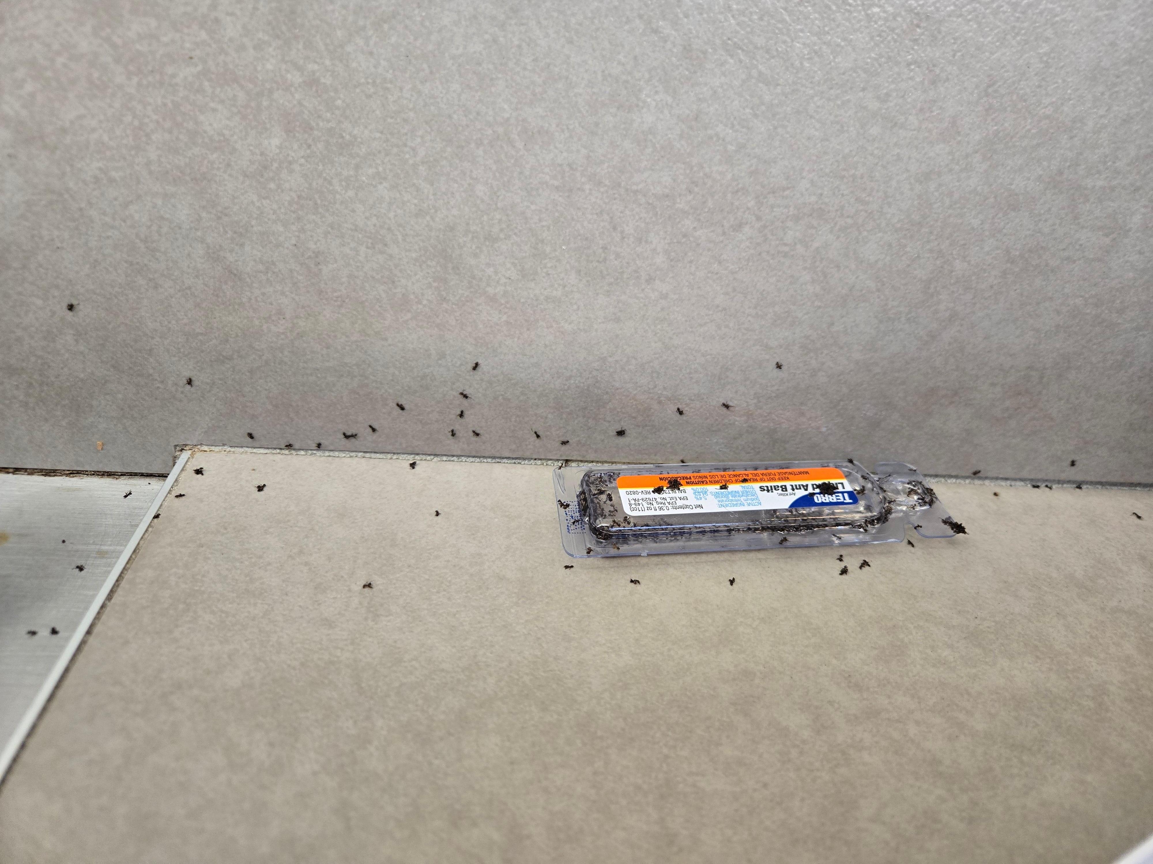 Kitchen counters covered in dead ants