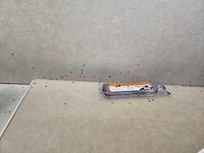 Kitchen counters covered in dead ants