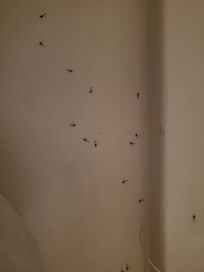 More bugs