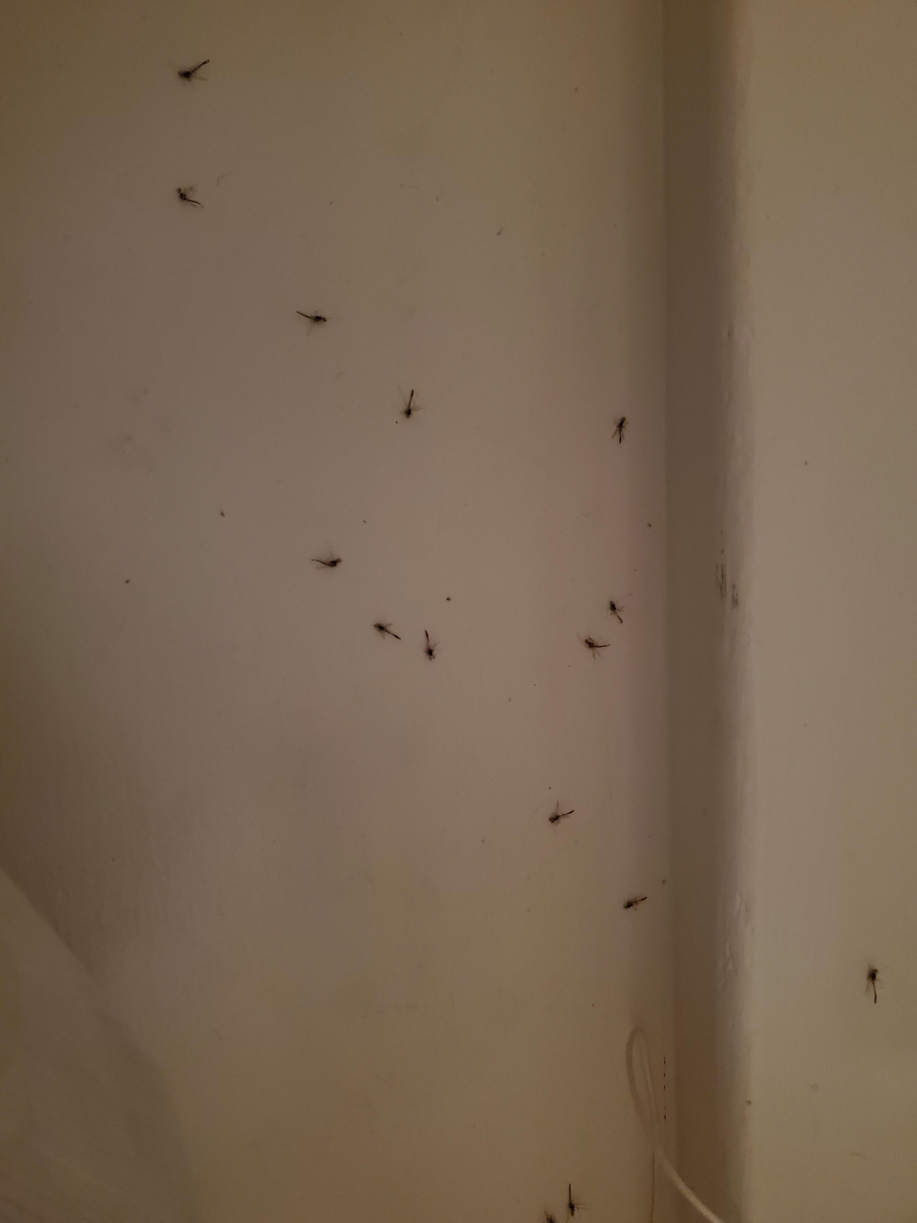 More bugs