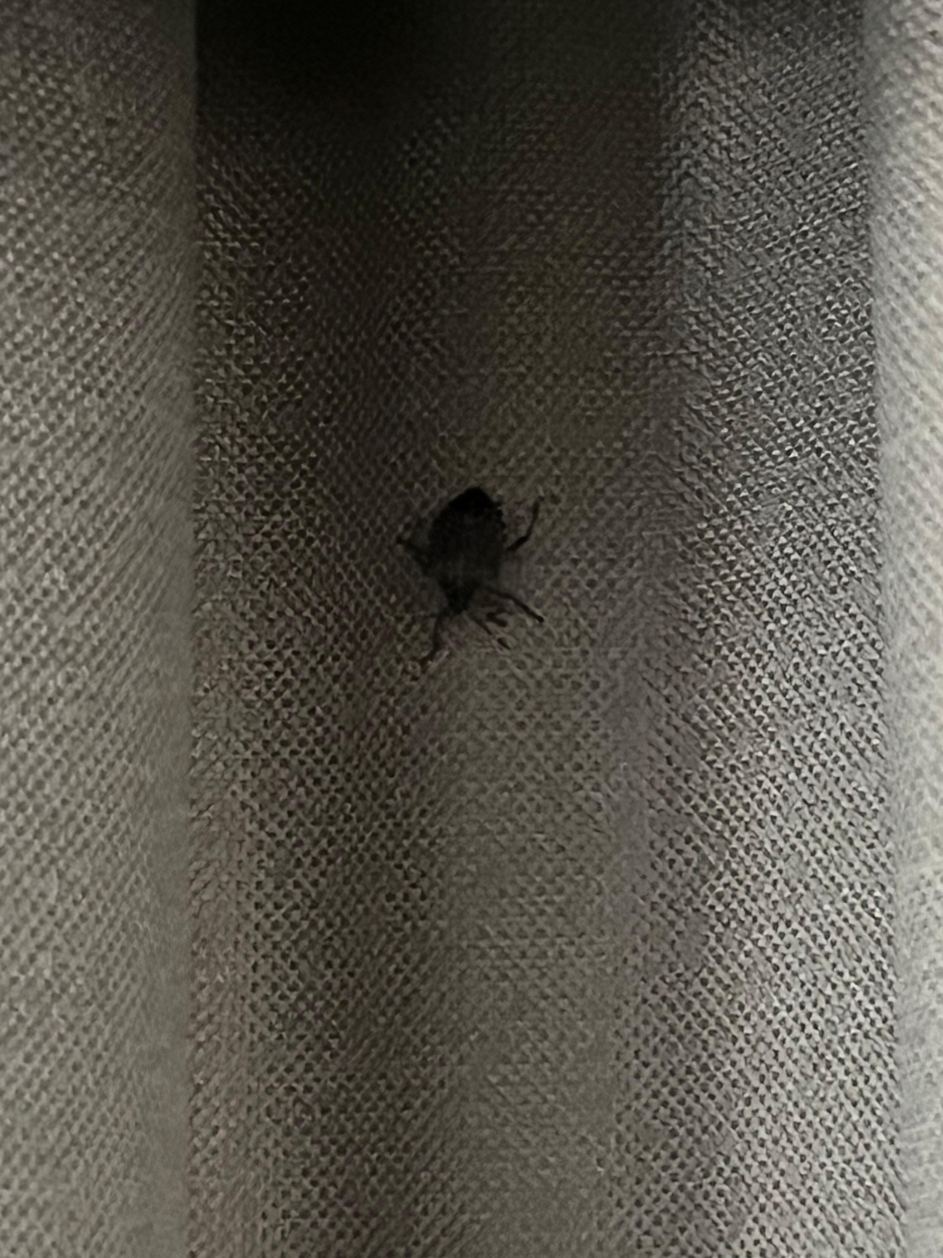 Bed bug on the curtain