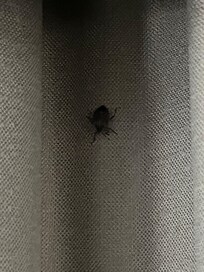 Bed bug on the curtain