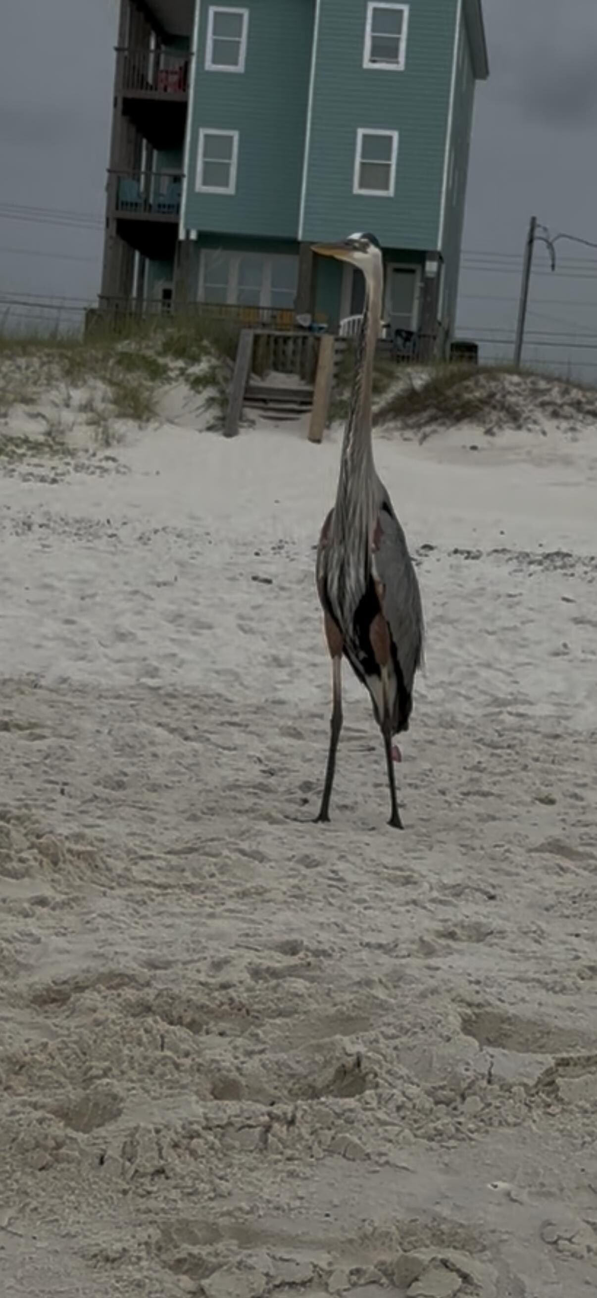Gulf Shores Alabama 