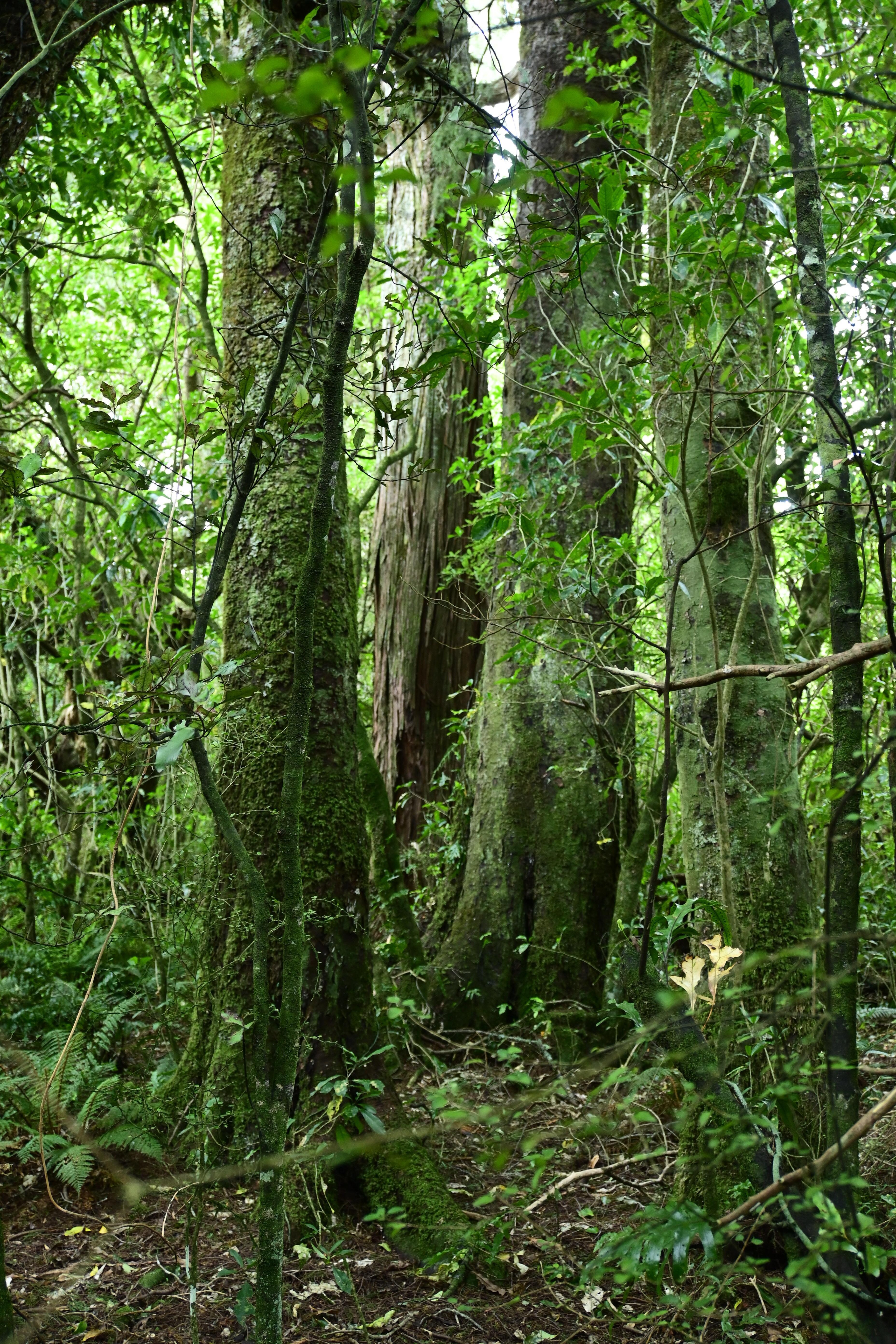 Dennistoun Bush walk, Peel Forest