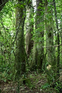 Dennistoun Bush walk, Peel Forest